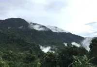 Quảng Ngãi tháo gỡ vướng mắc dự án trồng dược liệu 200 tỷ đồng
