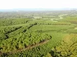 Quảng Trị triển khai các giải pháp chống mất rừng, suy thoái rừng theo các quy định của EU.