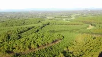 Quảng Trị triển khai các giải pháp chống mất rừng, suy thoái rừng theo các quy định của EU.