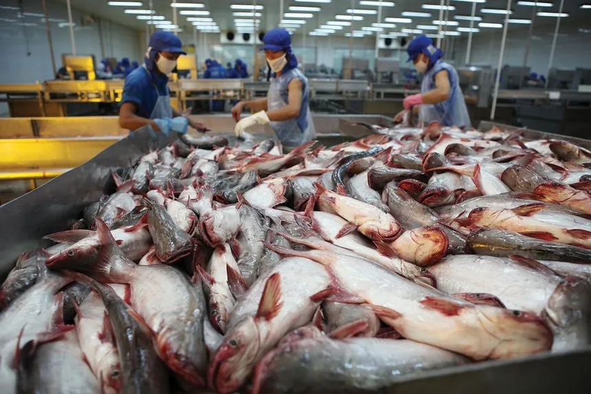 Quý III/2025, Nam Việt (ANV) ước đạt lợi nhuận trước thuế khoảng 300 tỷ đồng