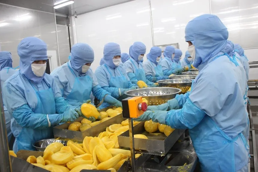 Rau quả Thực phẩm An Giang (ANT): Lãi giảm 17,3% trong quý I/2026, dòng tiền âm 45,06 tỷ đồng