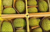 Giá sầu riêng suy giảm ngay từ đầu vụ, khiến nhiều nông dân và nhà vườn lo lắng.