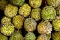 Trung Quốc là thị trường nhập khẩu lớn nhất với sầu riêng Việt Nam.