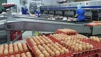 Singapore chính thức mở cửa thị trường một số sản phẩm thịt và trứng gia cầm từ Việt Nam.