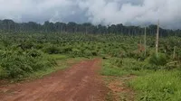 Sự suy thoái của rừng mưa lớn thứ hai thế giới có nguy cơ tác động tiêu cực tới ca cao