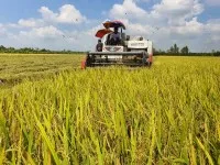 Diện tích sử dụng các giống lúa chất lượng cao, lúa nếp và các giống lúa thuần đã lên tới hơn 61.000 ha, chiếm 76,7% tổng diện tích.