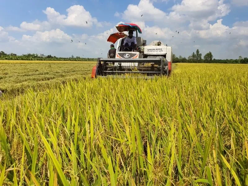 Diện tích sử dụng các giống lúa chất lượng cao, lúa nếp và các giống lúa thuần đã lên tới hơn 61.000 ha, chiếm 76,7% tổng diện tích.