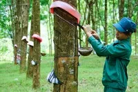Tập đoàn Cao su Việt Nam (GVR) ước vượt 7,5% kế hoạch lợi nhuận sau 10 tháng