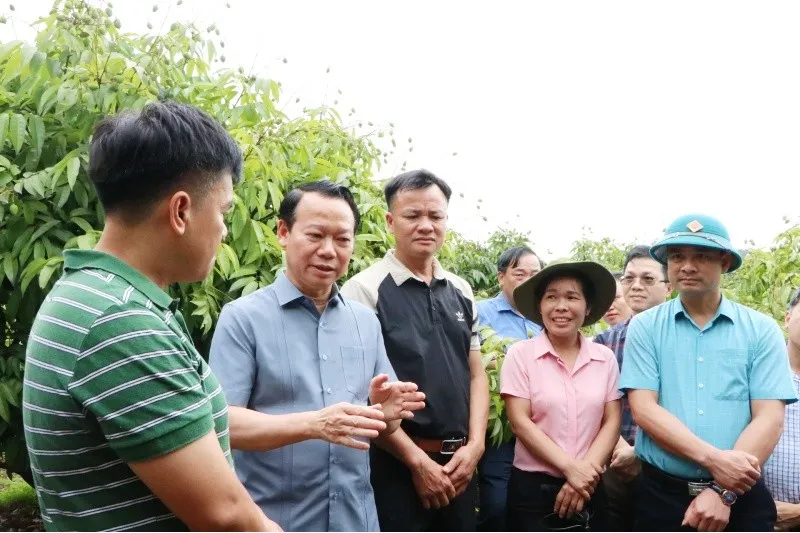 Bộ trưởng Bộ Nông nghiệp và Môi trường Đỗ Đức Duy kiểm tra vùng trồng vải thiều ở Bắc Giang.