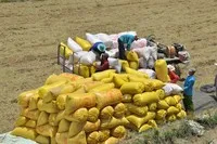 Xuất khẩu gạo đến 15/4/2026 giảm so với cùng kỳ 155 triệu USD.
