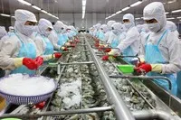 Thủy sản Minh Phú (MPC) báo lãi quý I/2026 đạt 214,6 tỷ đồng, gấp 12 lần cùng kỳ