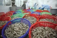 Cá tra, tôm và cá ngừ là 3 nhóm sản phẩm có lợi thế khi EU gỡ thẻ vàng.