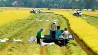 Tiếp tục đẩy mạnh cho vay thu mua lúa gạo Đồng bằng sông Cửu Long