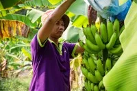 Chuối, dứa, dừa và chanh leo đang có xu hướng mở rộng xuất khẩu và phát triển chế biến sâu.