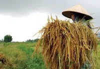 Người nông dân còn khó tiếp cận các sản phẩm bảo hiểm nông nghiệp