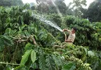 Gia đình anh H’Nich, dân tộc Ba Na ở Làng K’Tăng, xã K’Dang, huyện Đắk Đoa, tỉnh Gia Lai vay vốn hộ mới thoát nghèo đầu tư trồng cà phê