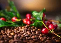 Tin thị trường hàng hoá ngày 13/2: Dầu giảm mạnh, cà phê Robusta lập kỷ lục mới