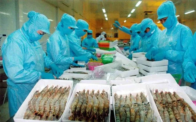 Sản xuất chế biến tôm xuất khẩu tại một doanh nghiệp