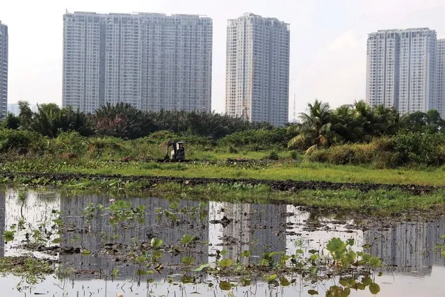 Bán đảo Thanh Đa là đất nông nghiệp, lại vướng quy hoạch “treo” nên người dân rất khó khăn. Ảnh: Lê Toàn.