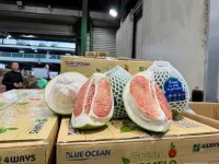 Bưởi Việt Nam lần đầu xuất khẩu sang Úc.