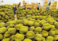 EU tăng tần suất kiểm tra sầu riêng Việt Nam lên 20%.