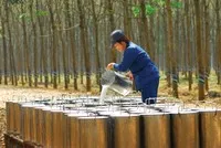Giá cao su ở mức cao sẽ giúp duy trì đà tăng trưởng cho các doanh nghiệp trong ngành