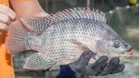 Xuất khẩu cá rô phi có nhiều triển vọng gia tăng tại thị trường Mỹ trong 2025.