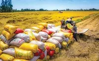 Xuất khẩu gạo năm 2025 sụt giảm gần 1,5 tỷ USD so với năm 2024.