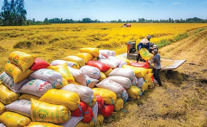 Xuất khẩu gạo năm 2025 sụt giảm gần 1,5 tỷ USD so với năm 2024. 