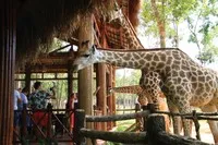 Du khách quốc tế thích thú khi tham quan Vinpearl Safari Phú Quốc. Ảnh: Thành Nguyễn.