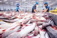Xuất khẩu cá tra tăng mạnh trong nửa đầu 2025 nhờ thị trường Mỹ, Brazil