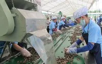 Ngành điều thu hơn 5,2 tỷ USD từ xuất khẩu trong năm 2025, tăng 20,4% so với năm 2024.