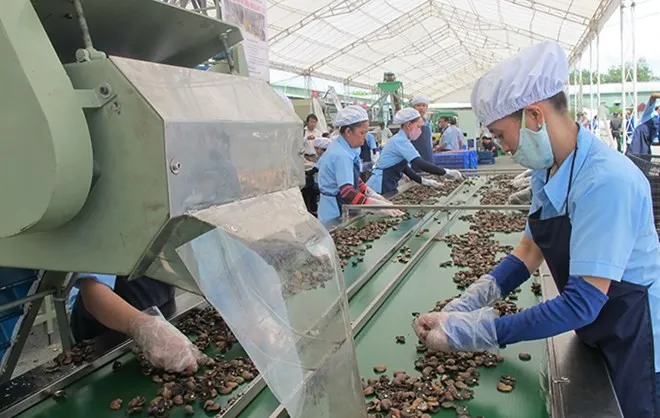 Ngành điều thu hơn 5,2 tỷ USD từ xuất khẩu trong năm 2025, tăng 20,4% so với năm 2024. 