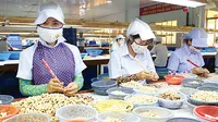 Việt Nam thu 2,8 tỷ USD từ xuất khẩu hạt điều trong 7 tháng năm 2025, tăng 18,3% so với cùng kỳ.