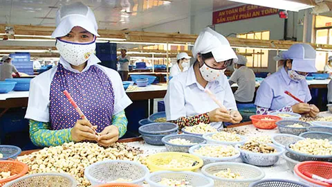 Việt Nam thu 2,8 tỷ USD từ xuất khẩu hạt điều trong 7 tháng năm 2025, tăng 18,3% so với cùng kỳ. 