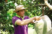 Kiểm soát vùng trồng, từ mẫu đất, mẫu nước đến trái cây thành phẩm là yêu cầu bắt buộc để nông sản có thể chinh phục được các thị trường khó tính (Ảnh: H. Sương)